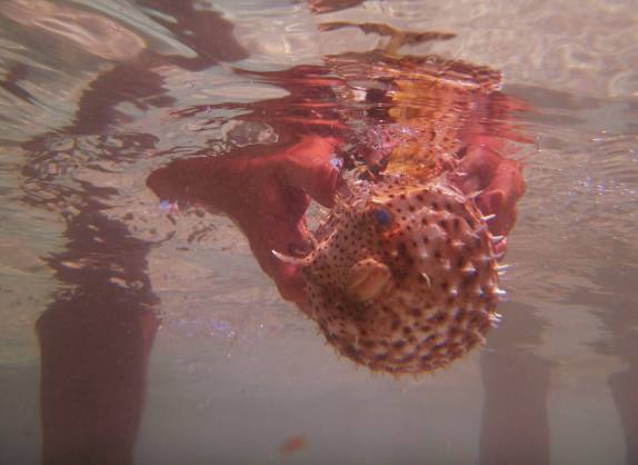 Operação para salvar um baiacu completamente inchado, próximo à Playa Ancón, em Trinidad - Cuba